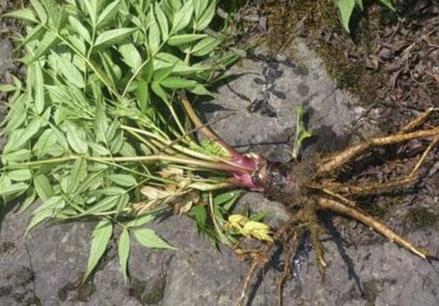  「植物」1种野生的“植物”，被称为“当归”，有发达的根茎，太珍贵！