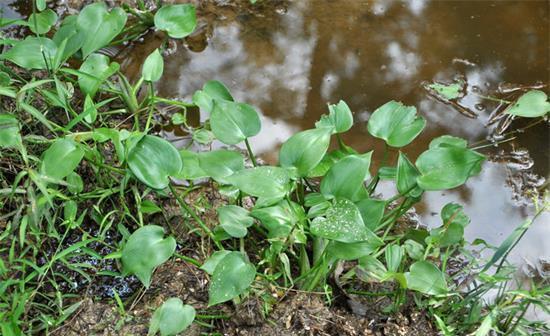  「鸭舌」农村这种野草，叶子似鸭舌一般，是老一辈人喜爱的野菜