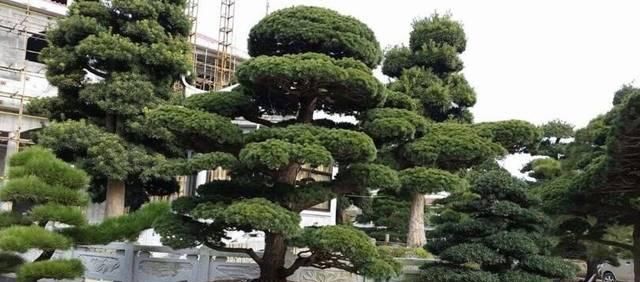 「养花」3种“天价花”,客厅养1盆,越看越高档,养久了,1盆“1套房”