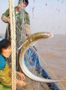  【随处可见】以前这种鱼在河里随处可见，20多年价格飙升上万元