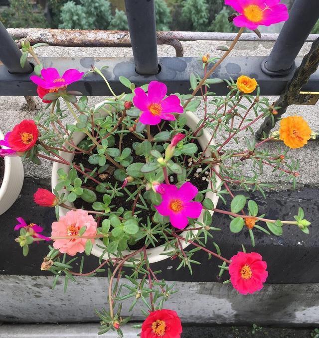  扦插繁殖■开花很勤、很美的“3种花儿”，给点阳光就开花，一直开花不断