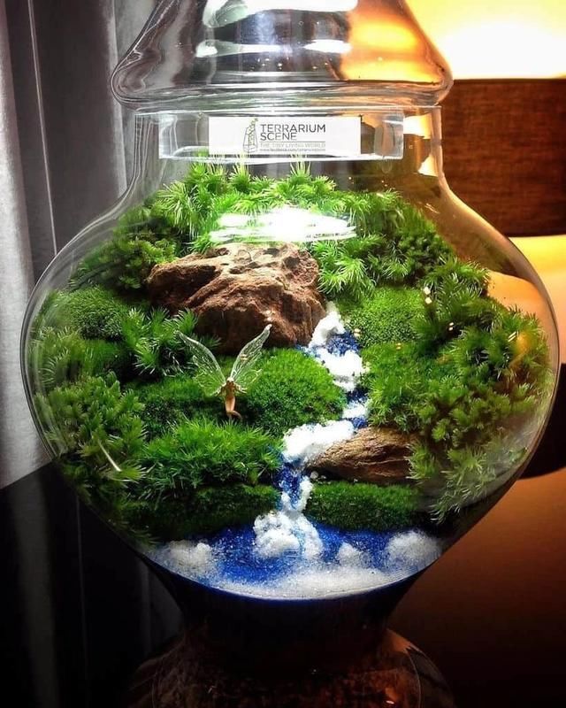  『景观』在密闭的玻璃容器植物景观里，怎么才能让里面的植物自己生长