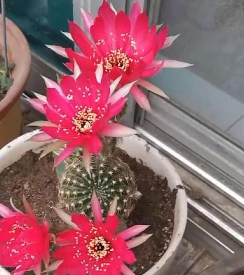  眨眼@牙签扎个洞，插上仙人球，眨眼就成活，转眼满枝花