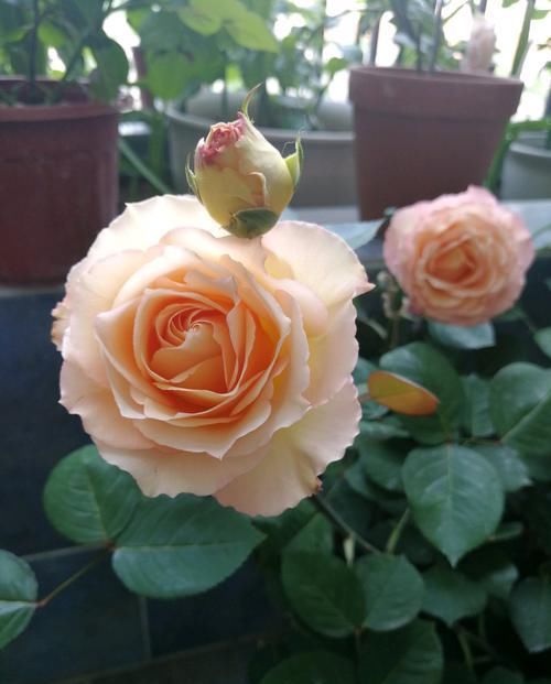  [漂亮]喜欢菊花，不如养这些四款花，喜阳光，开花超漂亮，花朵稠密又鲜