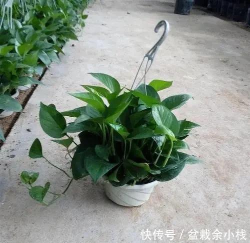 绿萝|立夏了,绿萝从“4个方面”去管理,不烂根、不黄叶,远离病虫害
