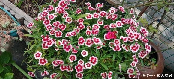  [便宜货]几种便宜货，5块钱买一盆，养在家爆炸式的开花，阳台变花海