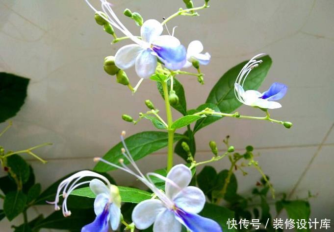 『蓝色』6种蓝色系的花,最适合夏天养,清凉又舒爽!