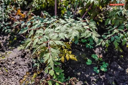 甘肃的这座小城，景色媲美九寨沟，却隐匿了上千年！