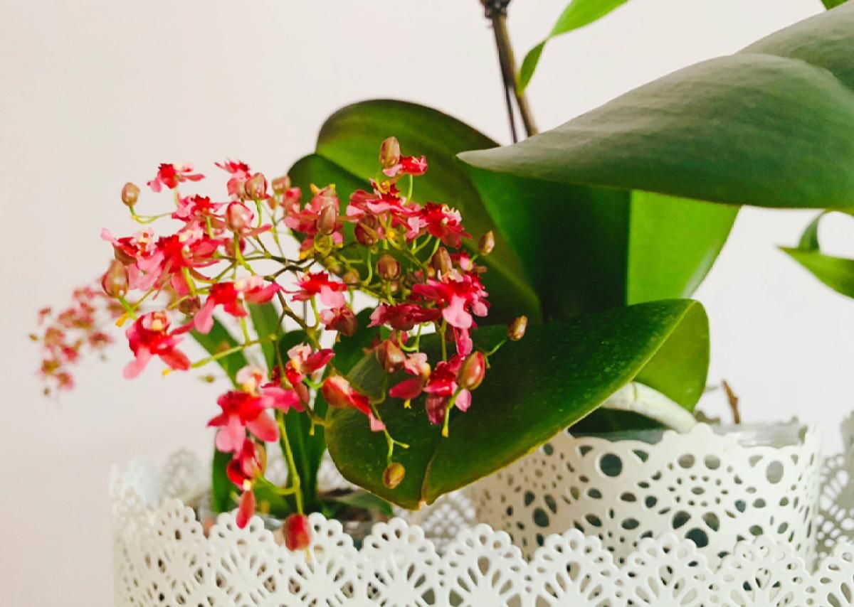 「香水」今年最火的兰花,一棵就能香满屋,比香水好闻多了!