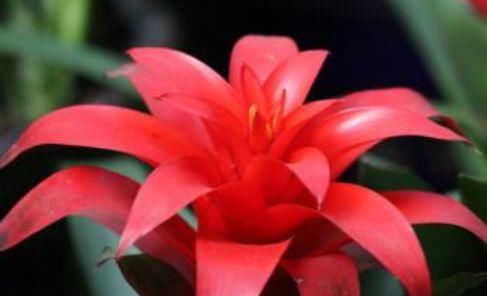  『艳丽』家养这四款花，花期长开花艳丽，枝上花苞爆满，养阳台繁花似锦