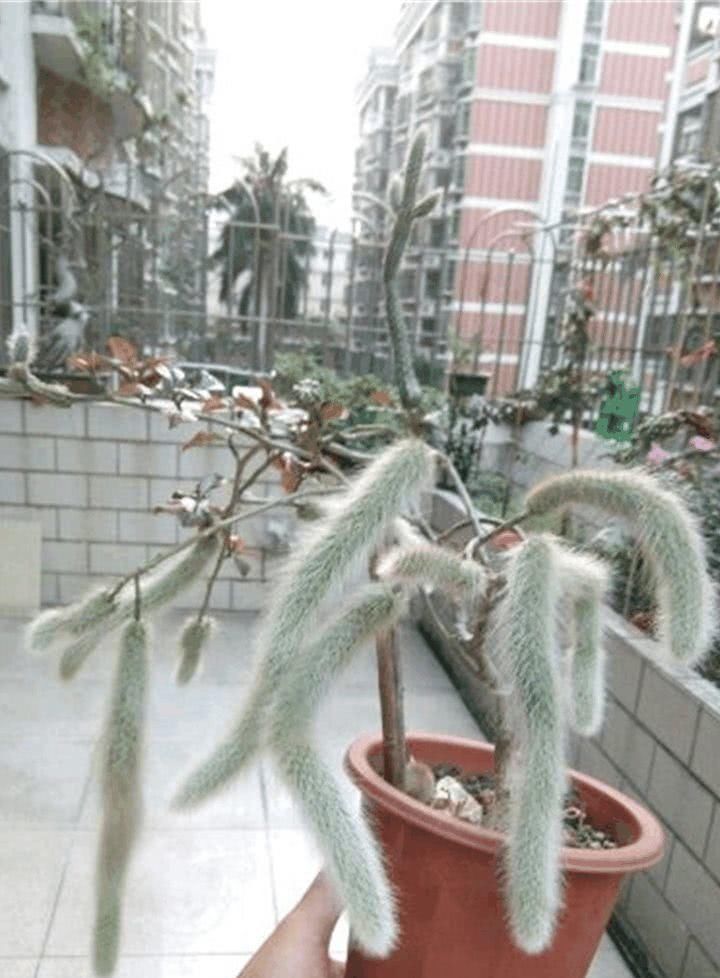  「万能」蟹爪兰插它身上就活，开花五颜六色，堪称万能嫁接神器！