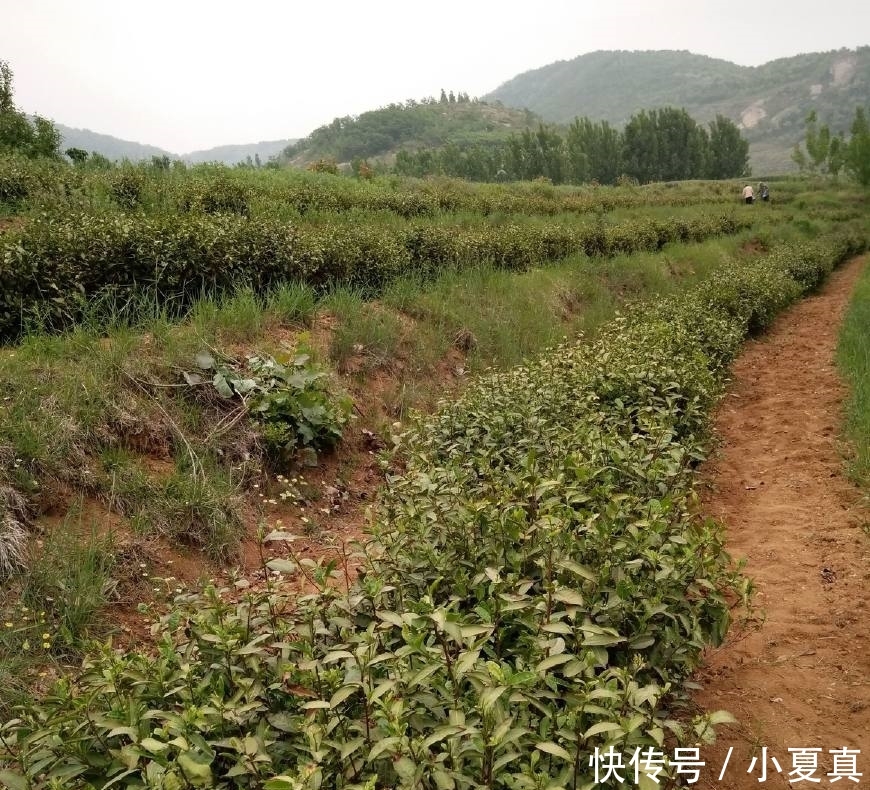  「返乡」一斤100元以上，返乡农村大学生种它，年入3万多元