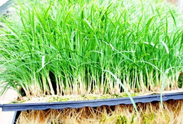 「韭菜花」阳台用韭菜盆栽,一年可收获一次。这种花也可以做成韭菜花,味道鲜美
