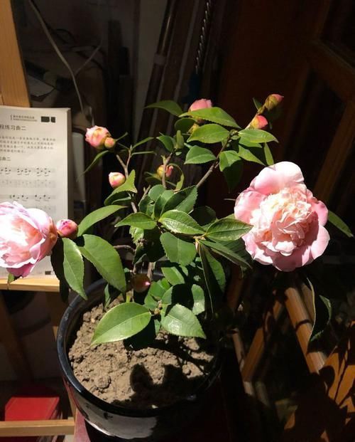  『粉嫩』居家最好养的花，花朵粉嫩丰腴，娇憨可爱，花期超长，好打理