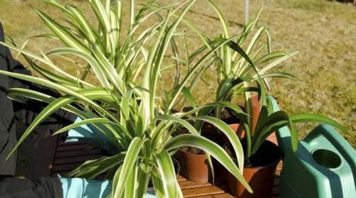 「吊兰的根」吊兰根系'撑爆'盆?跟着小编学,养根、分株,花盆都装不下