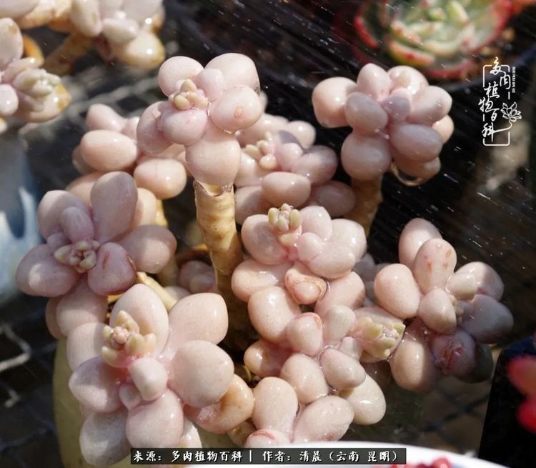 『出场』最美多肉季:种下好时光,谁的等待恰逢花开!