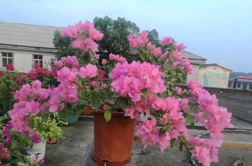  「家里养上几」懒人养花就选这八种，花期长，好看又好养！
