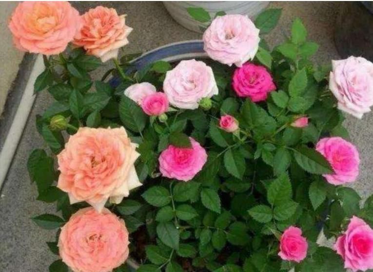  『随便』春天“4种花”随便养，长得快开花多，阳台养成“小花园”！