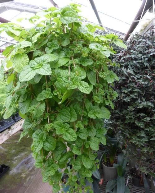  『心叶蔓绿绒』窗台上的吊盆植物，你是选观叶植物，还是开花植物？