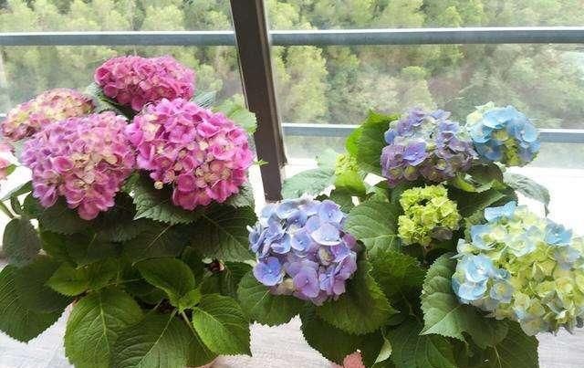  枝条还@绣球花太美自己想养，剪个枝条能扦插，生出白根开花爆盆
