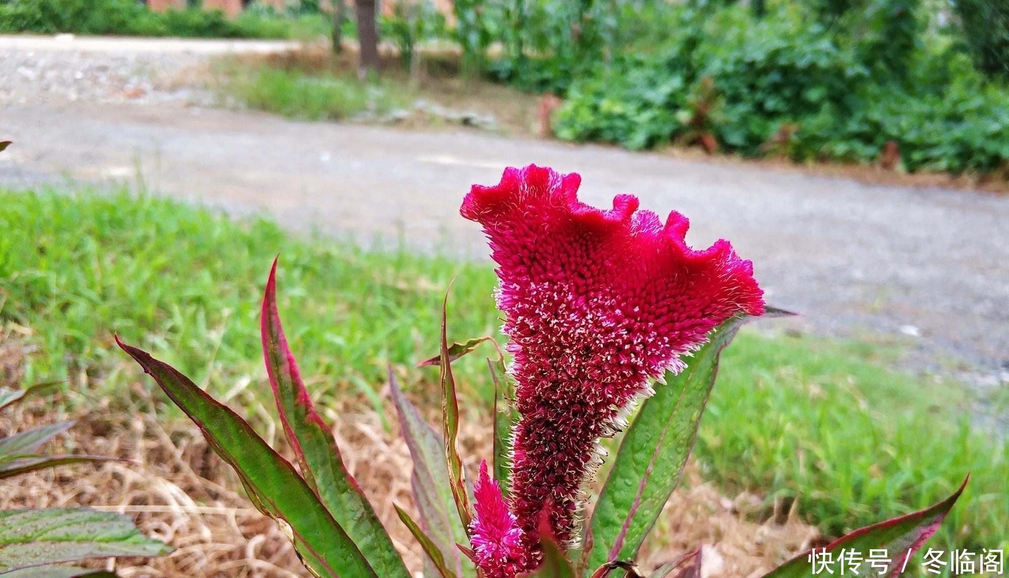  出名@以前农民见到就除，因花似鸡冠而出名，却少有人知它是稀罕