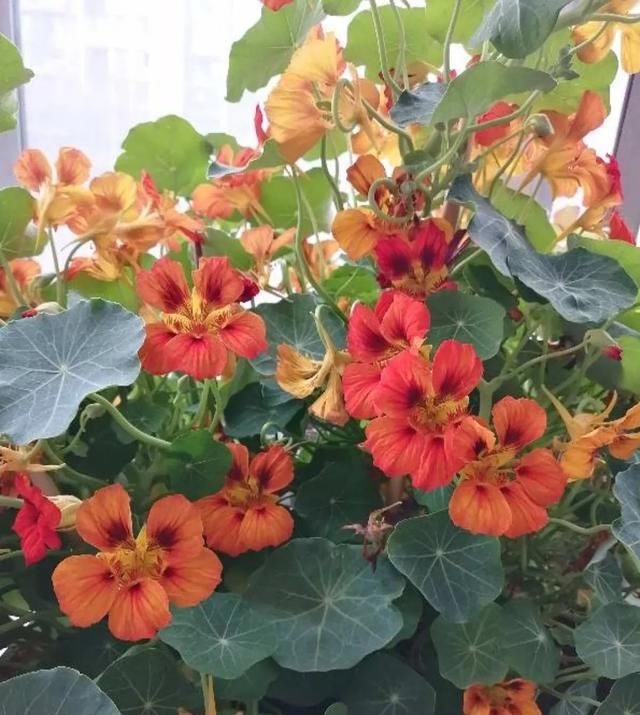 「气根」4月是这7种花的绝佳生长期,房前屋后都爬满!开出一堵花墙!