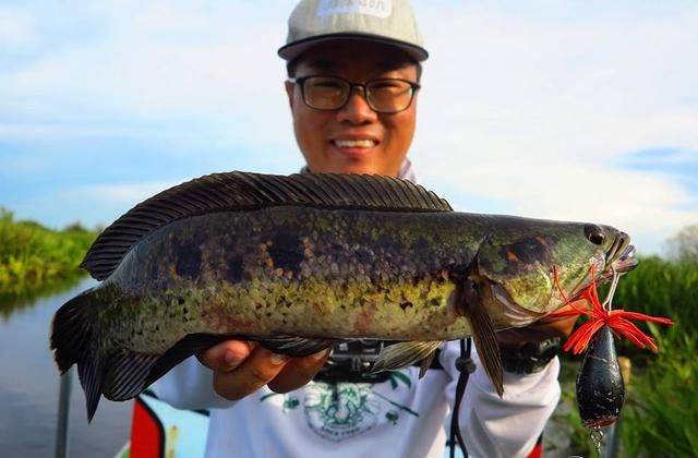 中国路亚钓鱼人远征苏门答腊，前去消灭泛滥成灾的金线多曼鱼