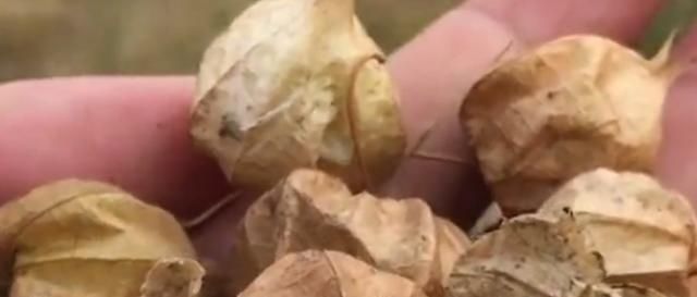  果实：南方特有的“菇凉果”黄色果实像圣女果，曾是农村娃抢着