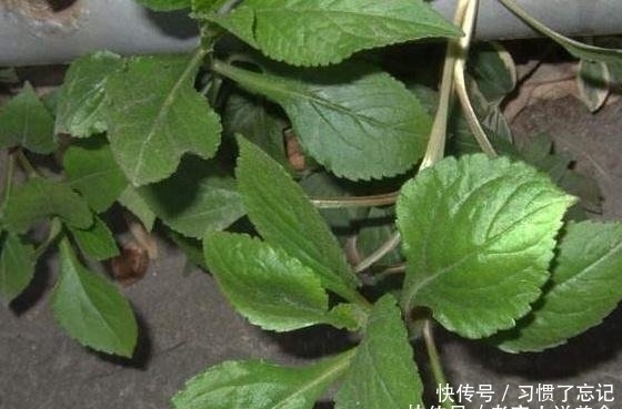这种野菜被称“败火王”，市场卖价几十元，农民挖它像“挖钱”