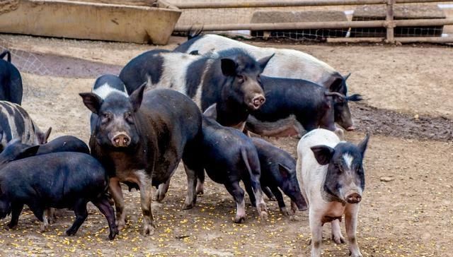  #承包#男子承包百亩荒山，放养土猪、土鸡年入100万，笑称赚钱靠