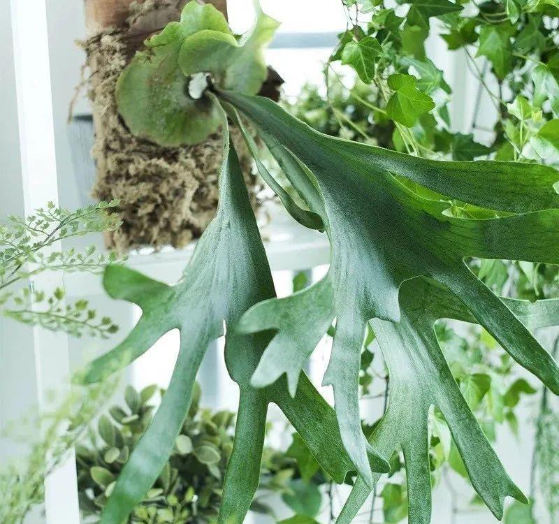  「喜欢疏松肥沃」八种不爱晒太阳的花，一晒就发蔫！