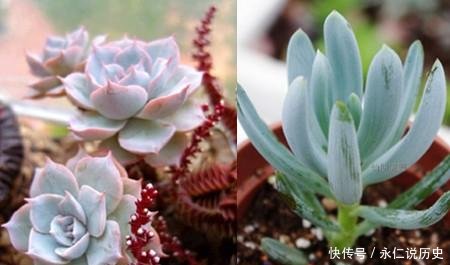 『浇水』多肉植物怎么养才不会烂根 浇水的间隔时间与量是关键