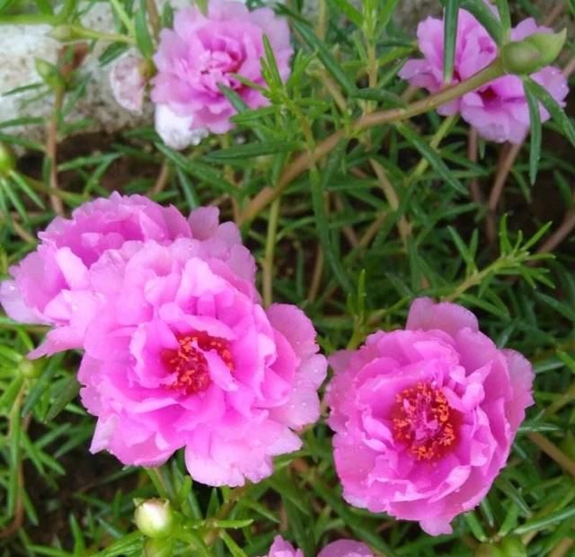【耐热】3种花很好养,耐热耐晒又耐旱,夏天也能开爆盆,家里养出小花园