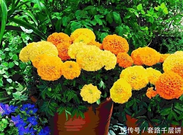 「寿菊种」万寿菊,不仅观赏价值高,还可食用,除此之外别的作用你知道吗?