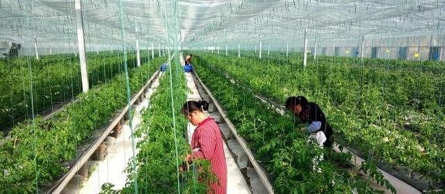  [发展]未来10年,这3类人将成为农村发展的顶梁柱,最会赚钱就是他