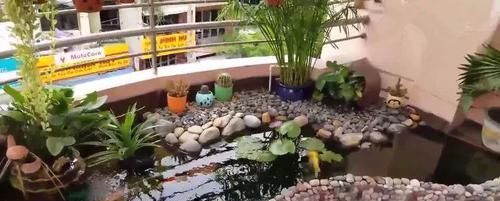  「人喜欢养」在阳台上砌一个鱼池，可拉风了，让外人一看就觉得你是个土豪！