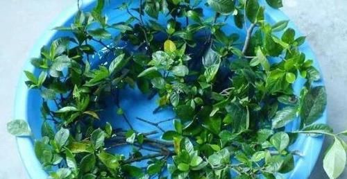  水里@5种花“趁着”春天快扦插，枝条丢水里，5天就生根，好活长得快