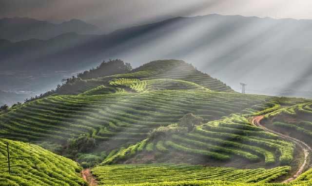  风景：茶山风景无限美！茶山的美让我们心动！