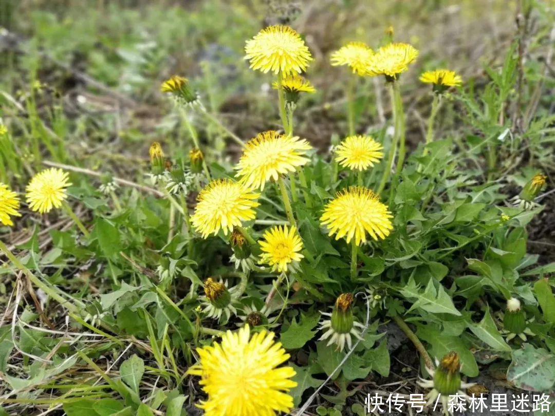 秋天的蒲公英,药用价值高