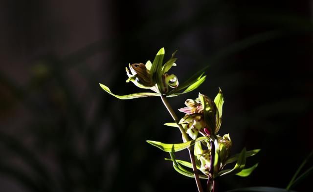  『理性』遇到名贵兰花，我们要如何理性消费？需要看4点