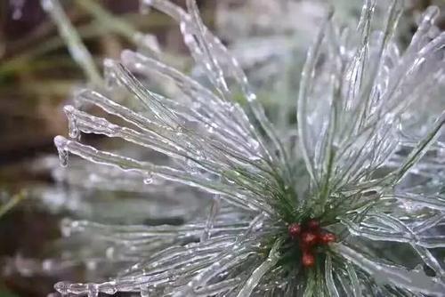 一大波美图正在向你袭来!鹰潭的雾凇让你一秒入仙境!