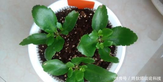  【长寿花】3月扦插正合适，4种花掐片叶子丢土里，1盆轻松变10盆