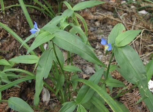  『值钱』此种“野草”不多见，被称为“鸭跖草”，珍贵、值钱，请勿忽视！