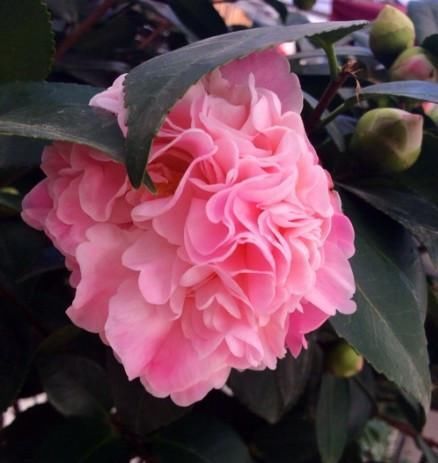  『夺目』世界最香的茶花，花型很大，花色艳红夺目，看似矫气，实则好养
