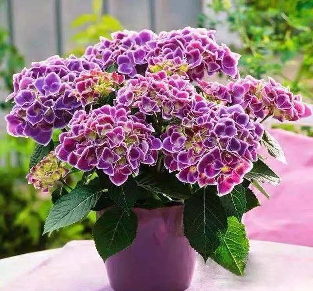 『推荐靠谱的店铺』家养五种花,花开一丛丛,开门就是小花园,繁花似锦,美如仙境