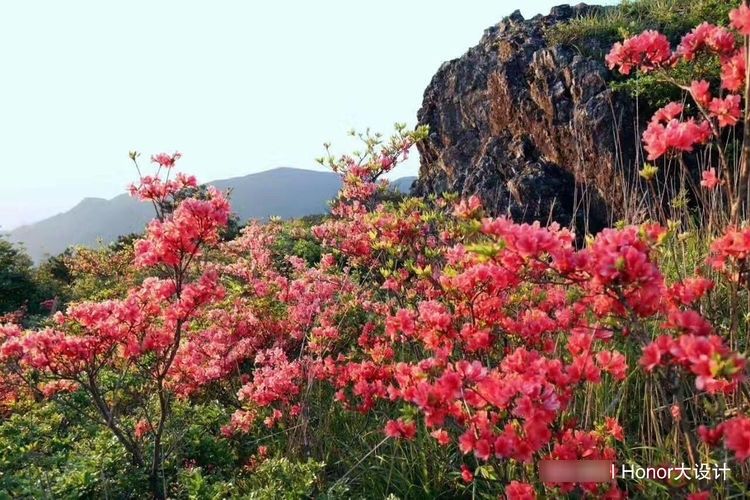  沼泽园中常见@花色淡雅的3种花，紫荆、夏雪片莲、满山红，开花娇艳欲滴