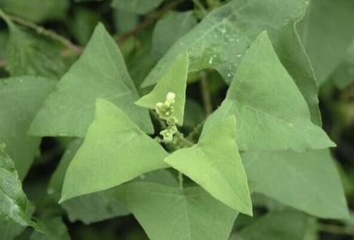  「值钱」1种野草人称“杠板归”，有着三角形的叶子，还能结出果子，值钱