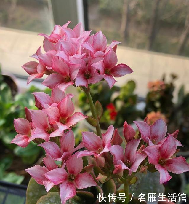  特别|这3种花，物美价廉颜值高，养护简单易爆盆，特别适合新手养！