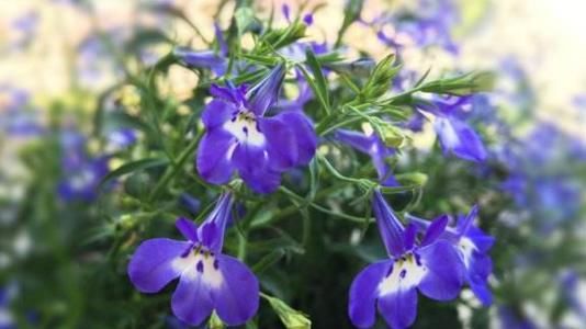  『旺盛』夏季就养这几款花，枝繁叶茂，长势旺盛开花美，丢到阳台绚丽夺目