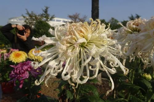  『珍品』喜欢菊花，不如养盆“菊中珍品”复色毛刺，花团锦簇，婀娜多姿！